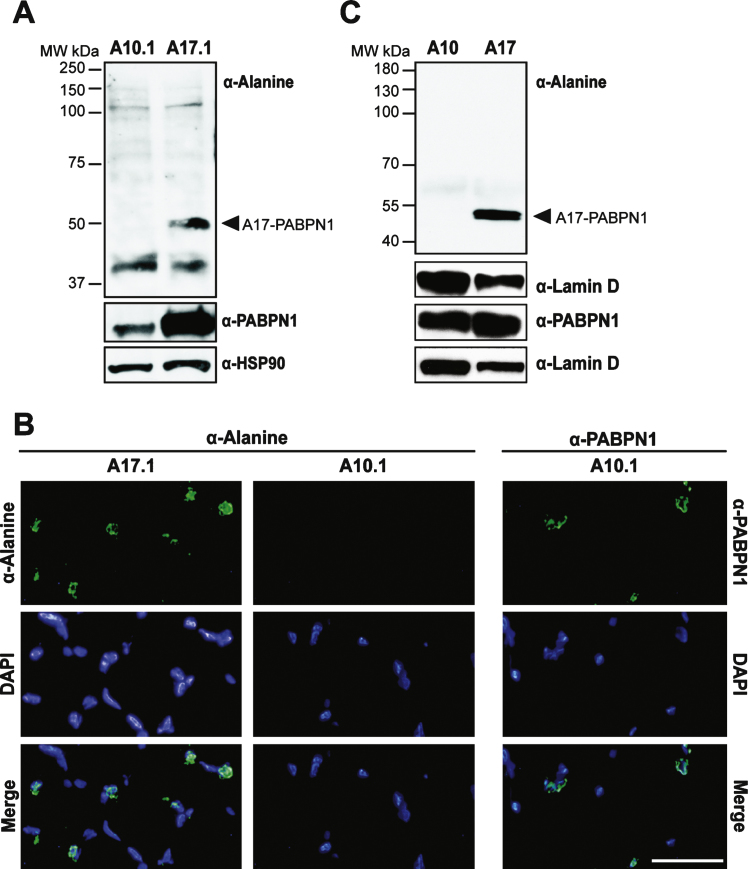 Fig.4