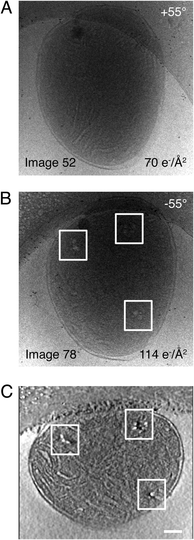 Fig. S4.