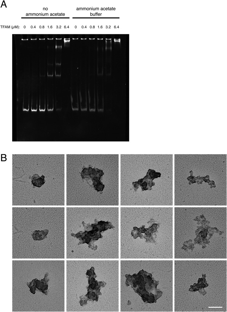 Fig. S1.