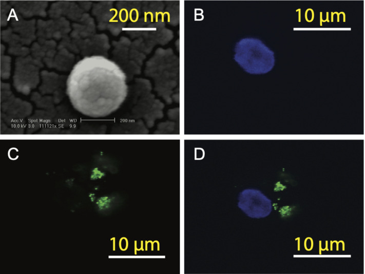 FIGURE 2