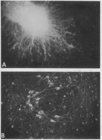 graphic file with name pnas00032-0370-a.jpg