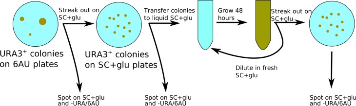 Figure 8—figure supplement 1.