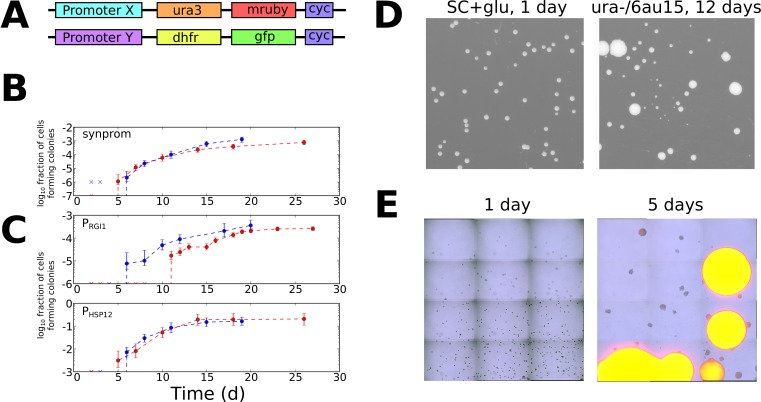 Figure 3.