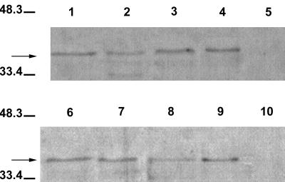 FIG. 6