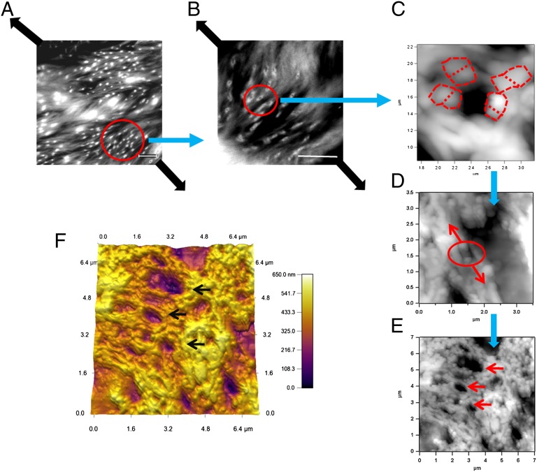 Fig. 3.