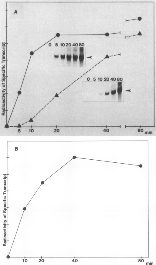 graphic file with name molcellb00094-0132-a.jpg