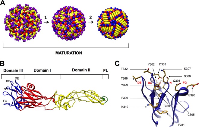 Fig 1