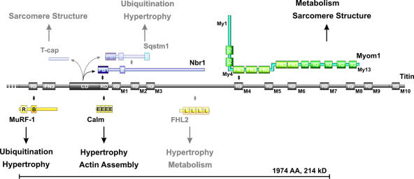 Figure 7.