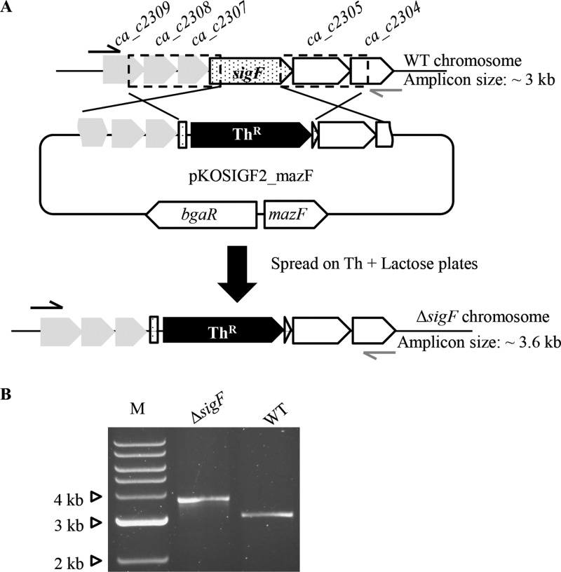 Fig 5