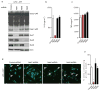 Extended Data Figure 7