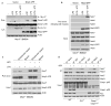 Extended Data Figure 1