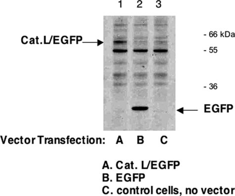 FIGURE 9.