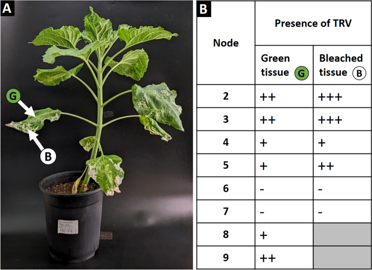 Fig. 4