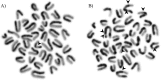Fig. 11