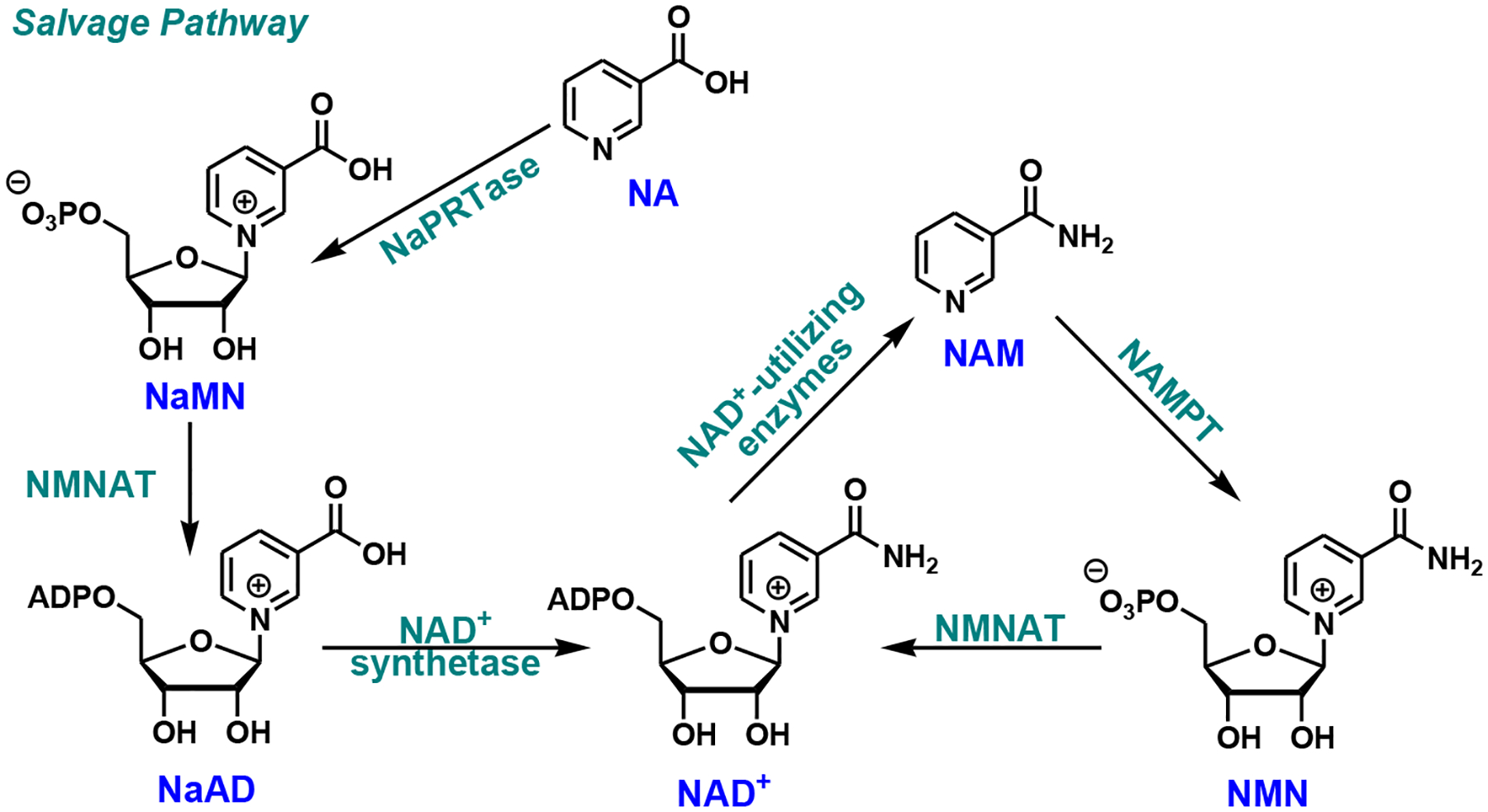 Fig. (2).