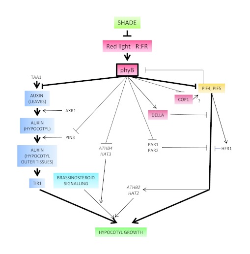 Figure 4.