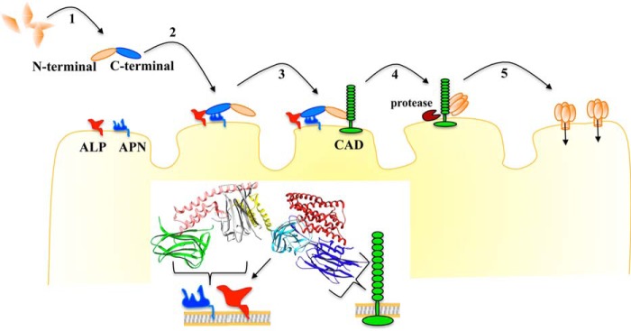 Figure 7.