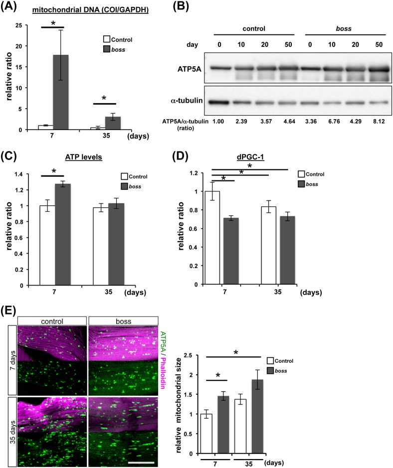 Fig 6