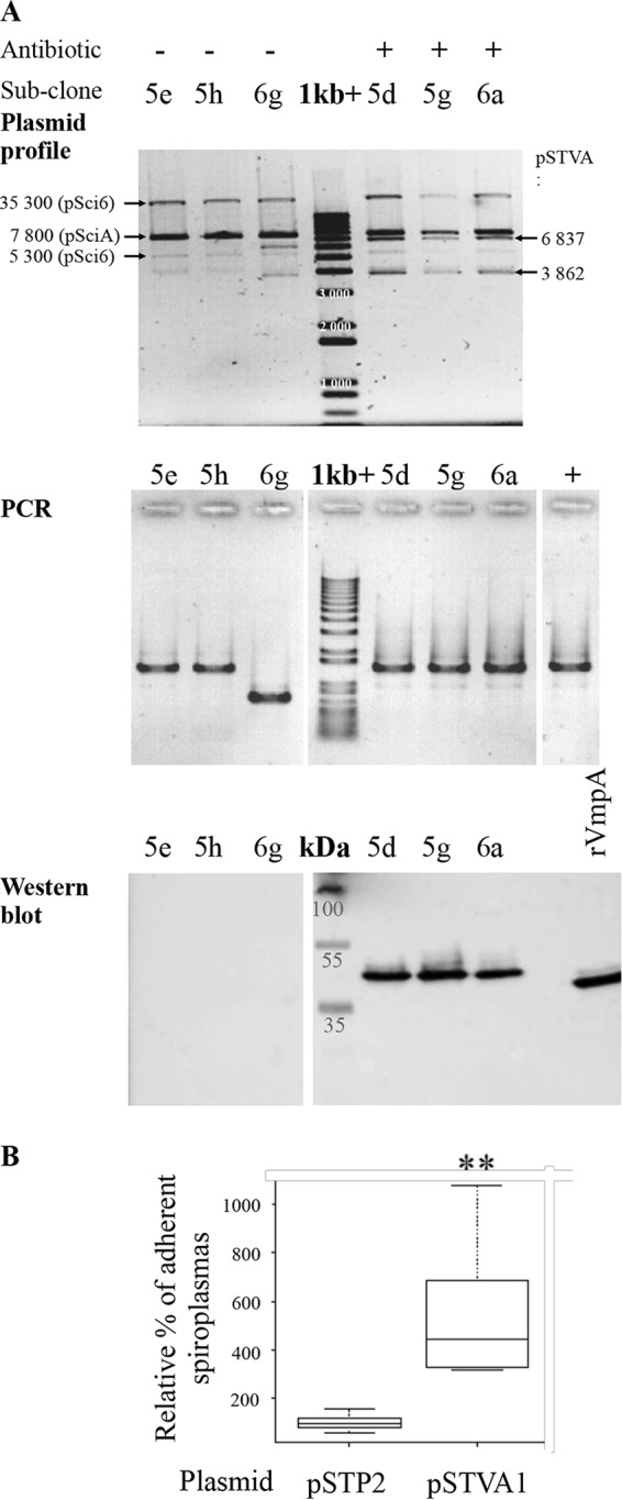 FIG 5