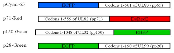 Human cytomegalovirus tegument proteins (pp65, pp71, pp150, pp28) - PMC