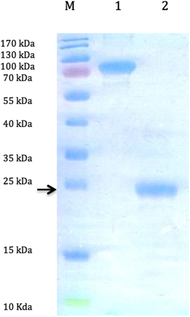 Fig. 1