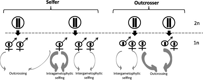 Fig. 1.—