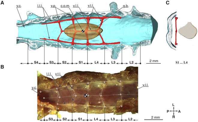 Fig. 8