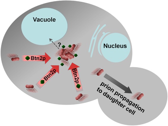 Yeast Prions: Structure, Biology, and Prion-Handling Systems - PMC