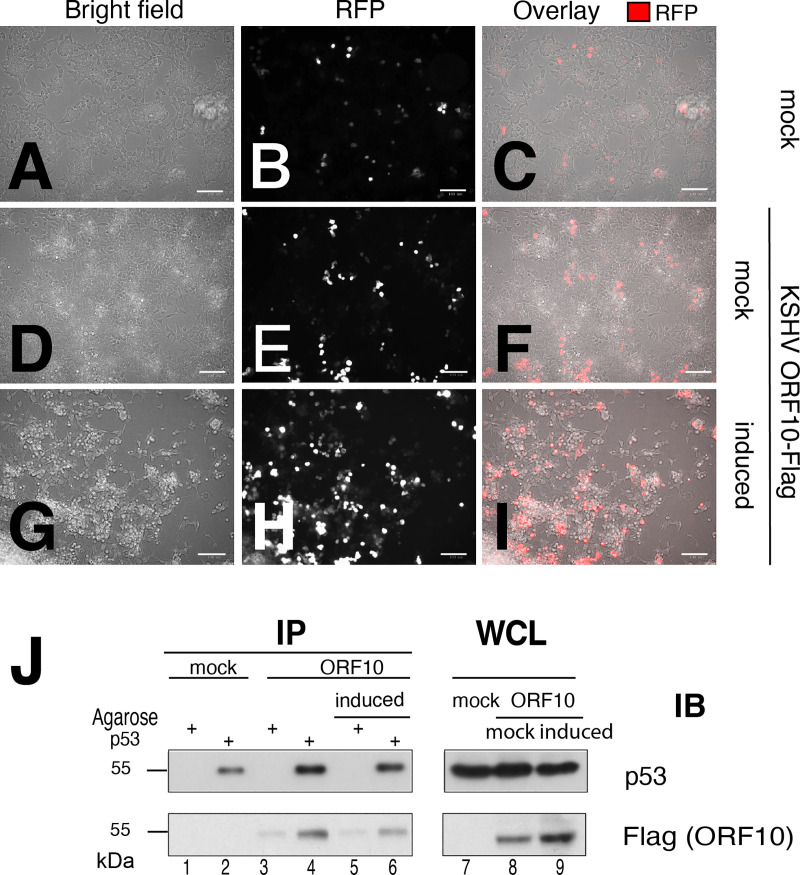 Fig 7