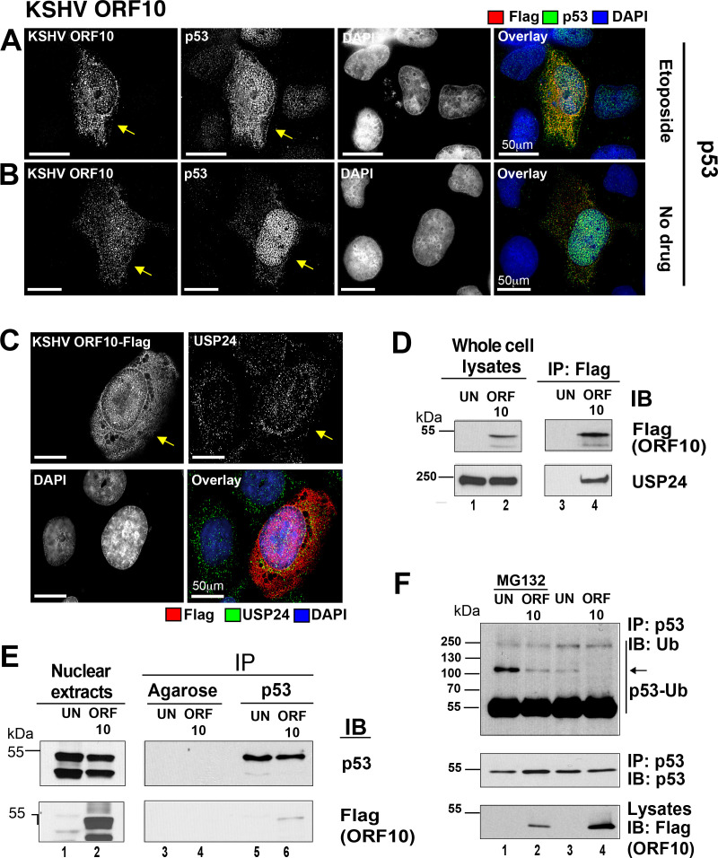 Fig 6