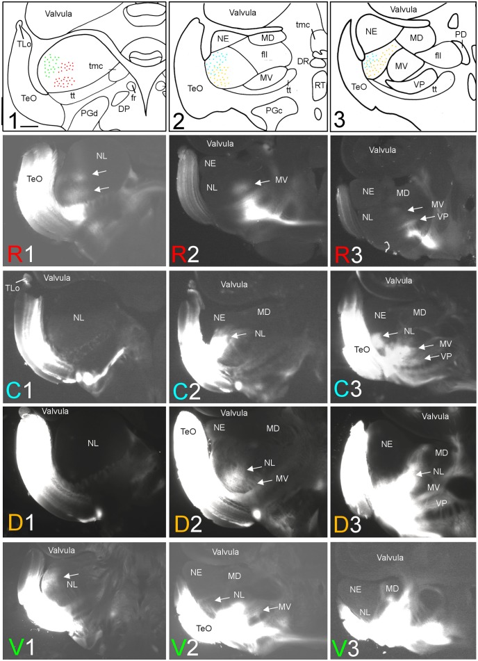 FIGURE 2