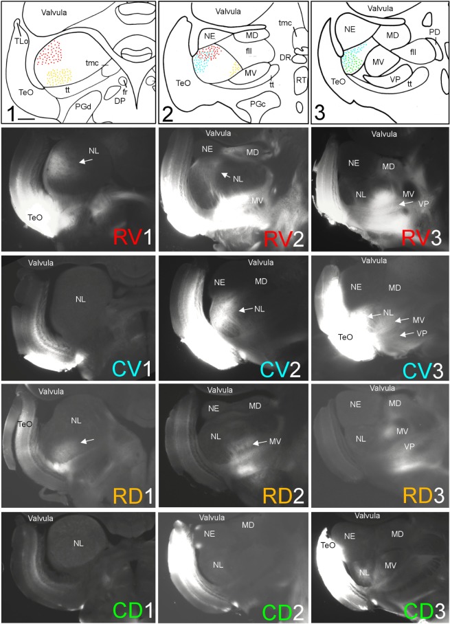 FIGURE 3