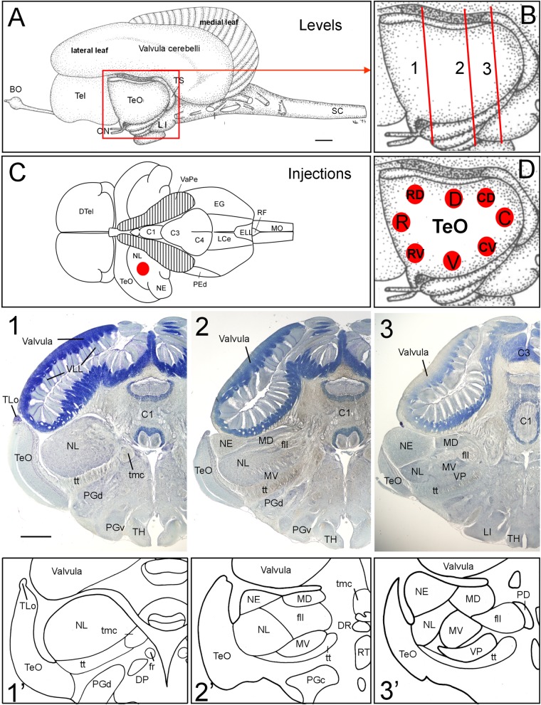 FIGURE 1