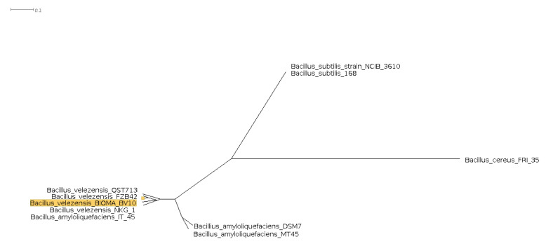 Figure 7