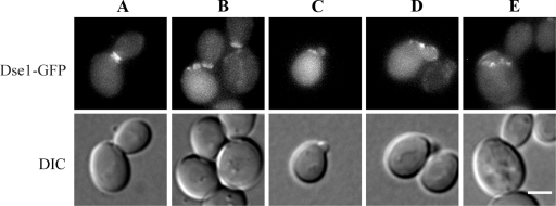 FIG. 7.