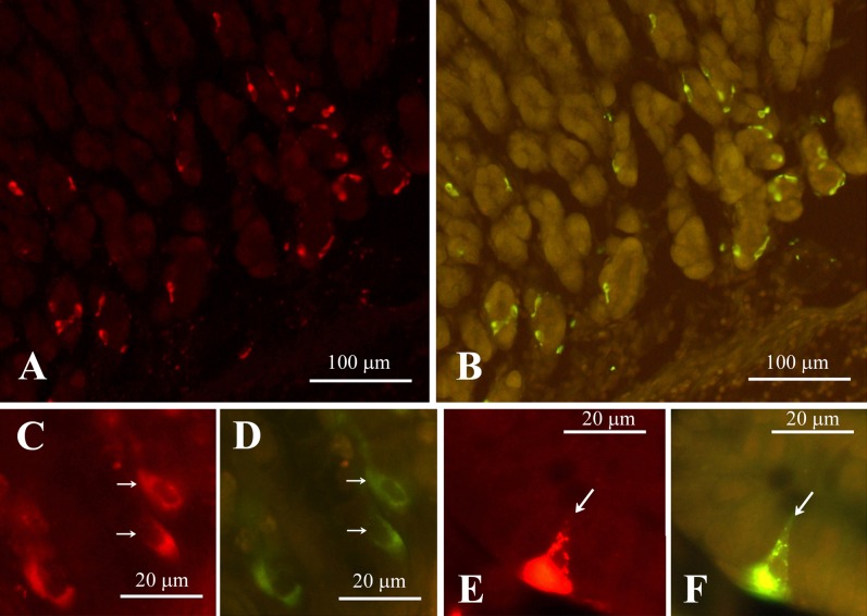 Fig. 7.