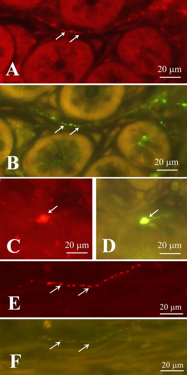 Fig. 8.