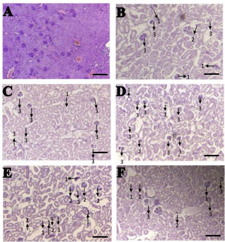 Figure 4