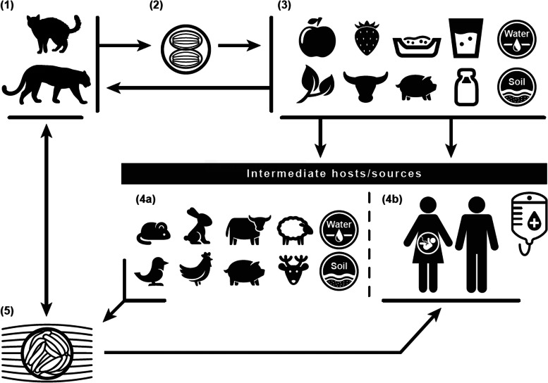 Fig. 1.