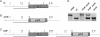 Supplementary Fig. S1
