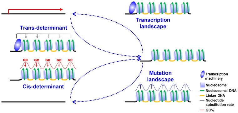 Figure 7.