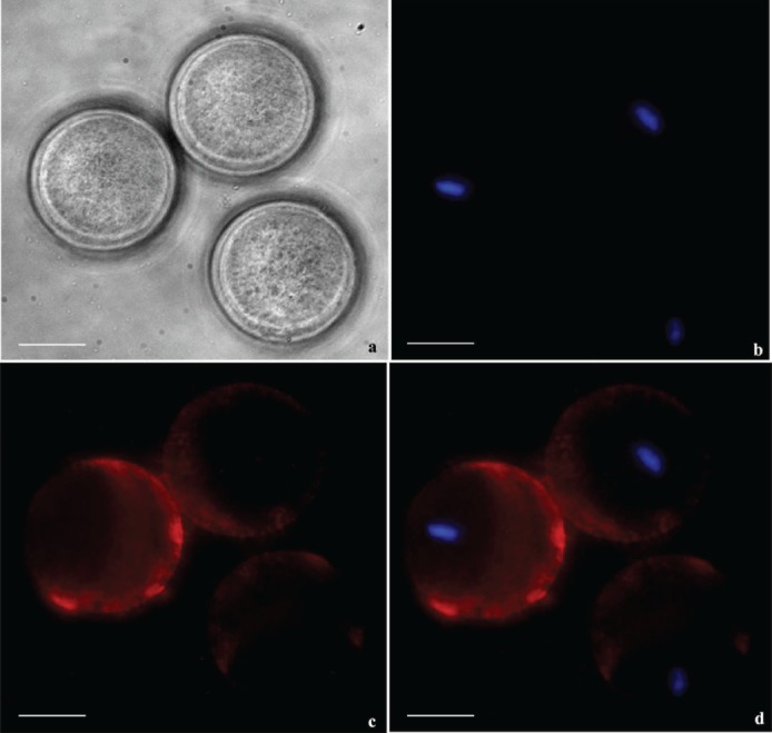 FIG. 7