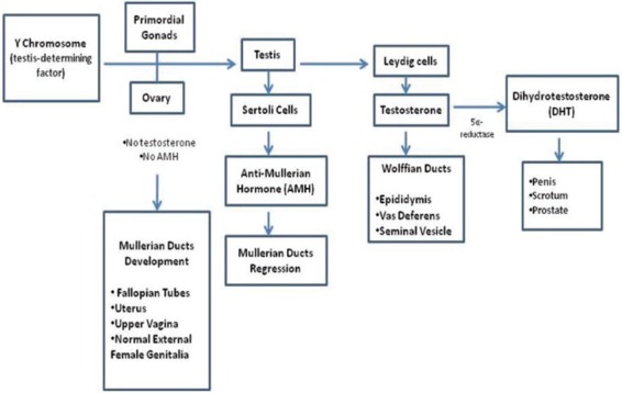 Radiological Imaging Of Disorders Of Sex Development Dsd Pmc