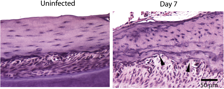 Fig. 6