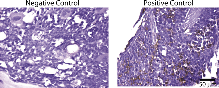 Supplementary Fig. 2