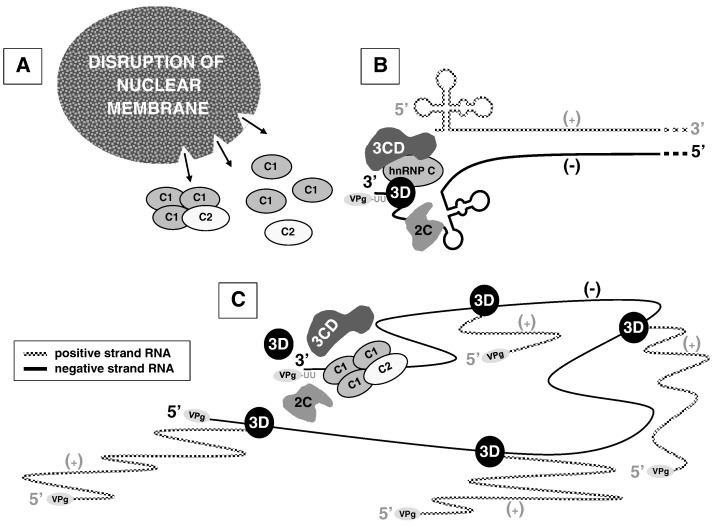 Fig. 6