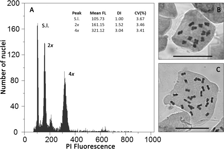 FIGURE 1