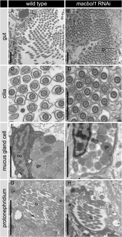 Fig. S6