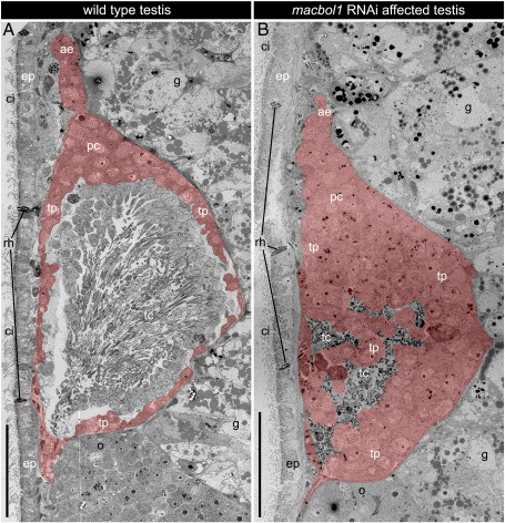 Fig. 5