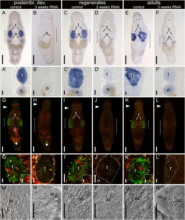 Fig. 3